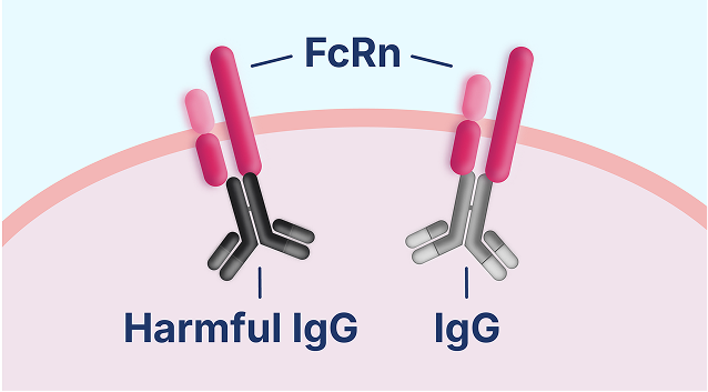 Diagram of FcRn not being able to distinguish between helpful and harmful IgG antibodies