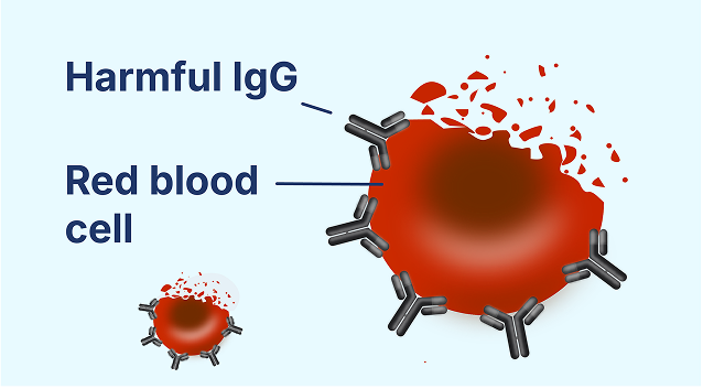 Diagram of harmful IgG antibodies attacking red blood cells