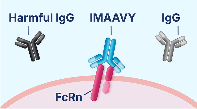 Diagram of IMAAVY blocking FcRn to help reduce the amount of IgG antibodies