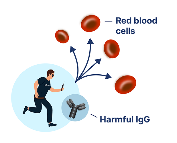 Diagram of harmful IgG antibodies mistakenly tagging your red blood cells as bad